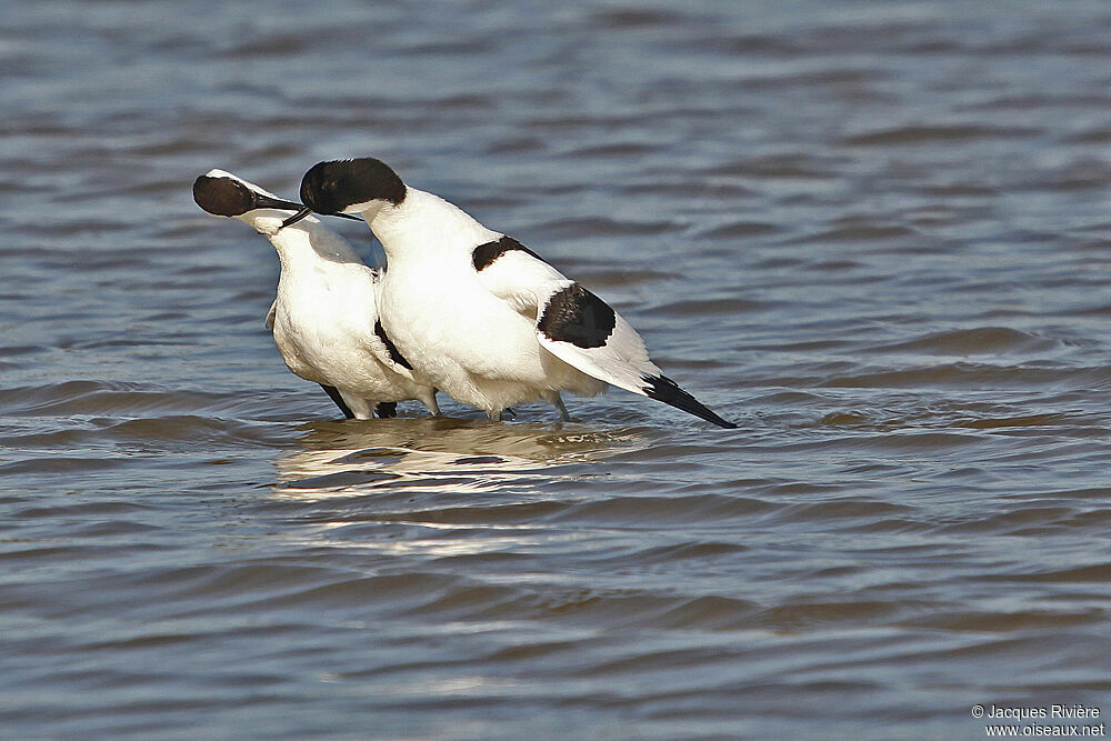 Pied Avocetadult breeding, Behaviour