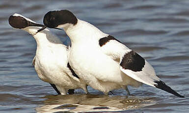 Avocette élégante