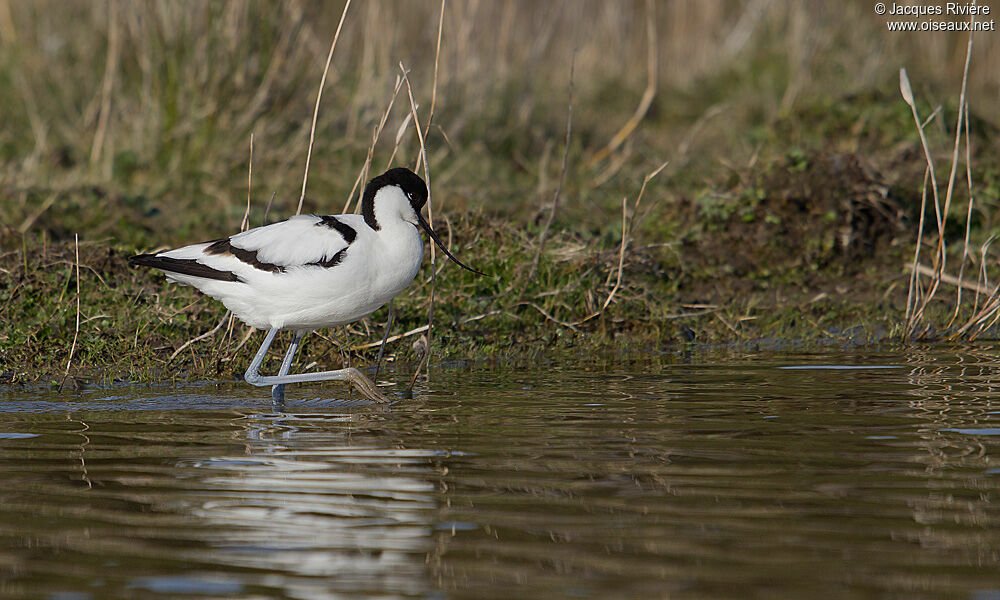 Pied Avocetadult breeding