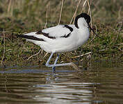 Avocette élégante