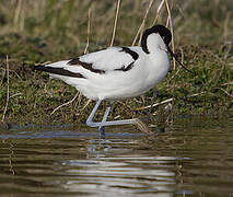 Pied Avocet