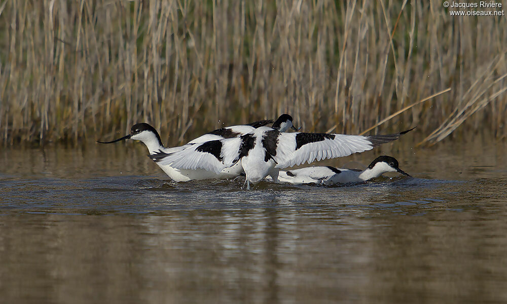 Avocette élégante adulte nuptial, Comportement