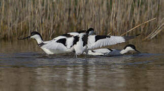 Avocette élégante