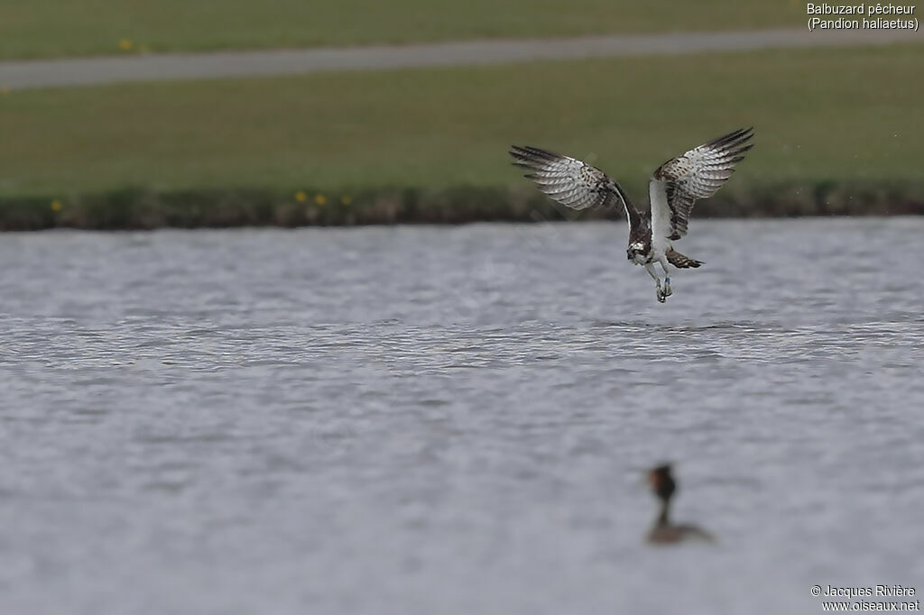 Ospreyadult, Flight