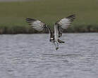 Balbuzard pêcheur