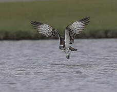 Western Osprey