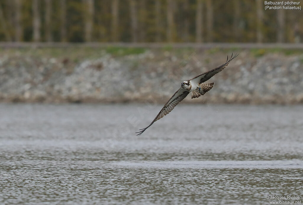 Ospreyadult, Flight