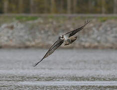 Western Osprey