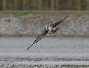 Balbuzard pêcheur