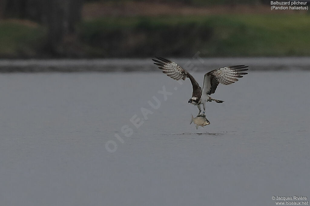 Western Ospreyadult, Flight, fishing/hunting