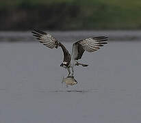 Balbuzard pêcheur