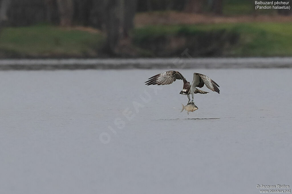 Balbuzard pêcheuradulte, Vol, pêche/chasse