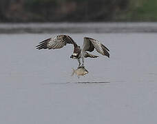 Western Osprey