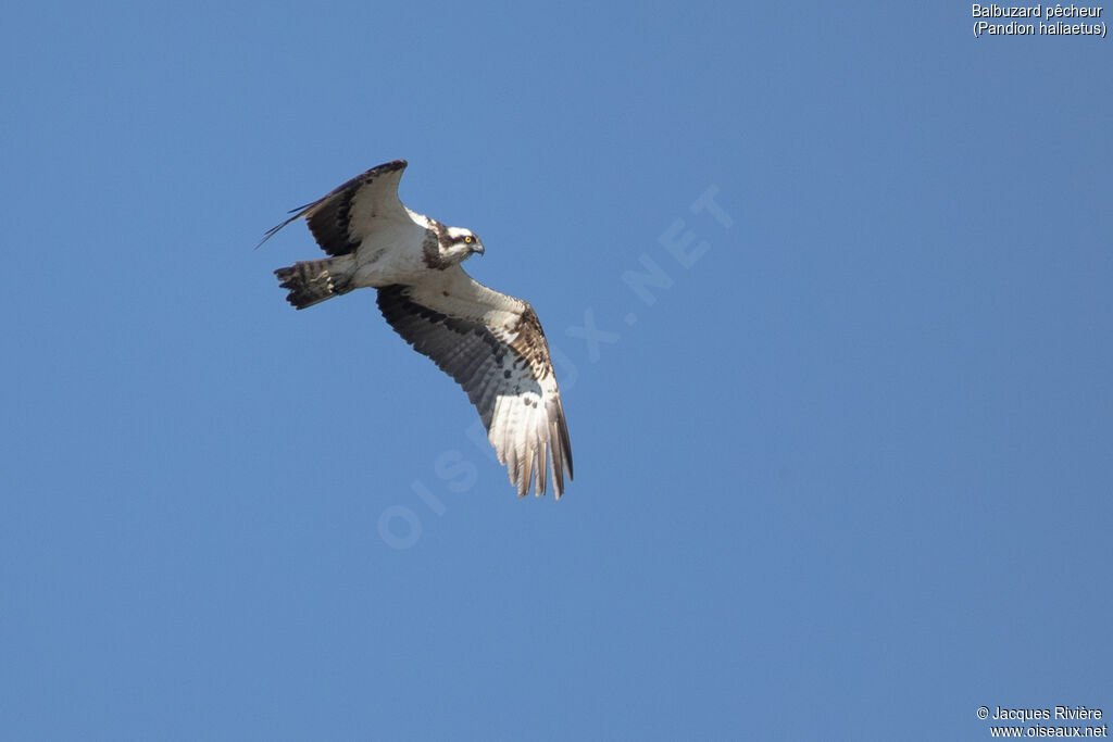 Ospreyadult, Flight