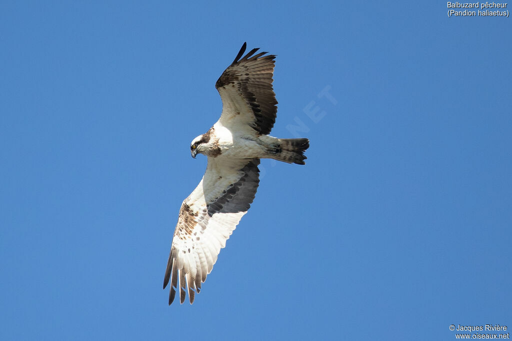 Ospreyadult, Flight