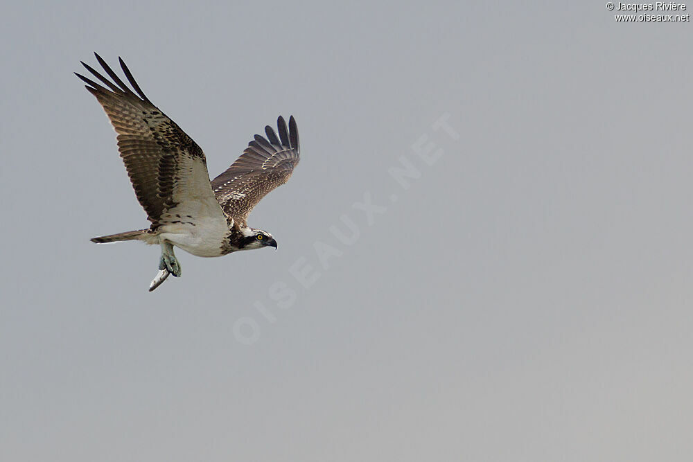 Western Ospreyimmature, Flight