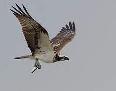 Western Osprey