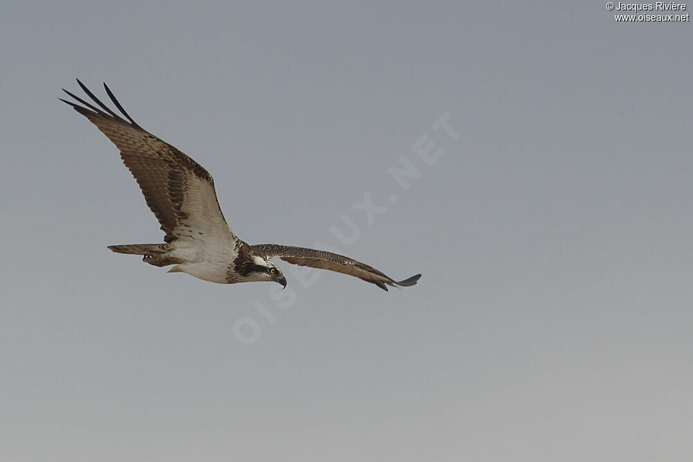 Ospreyimmature, Flight