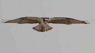 Western Osprey