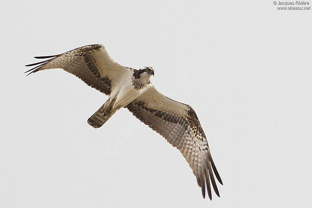 Balbuzard pêcheur1ère année, Vol