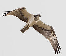 Western Osprey