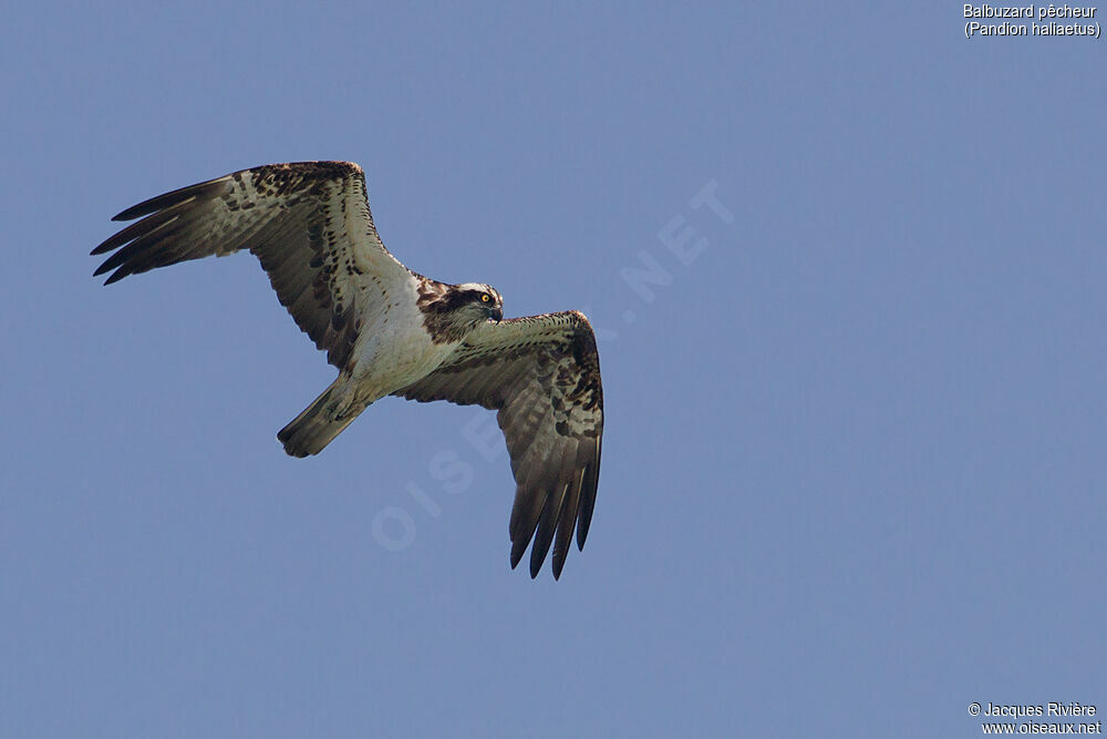 Ospreyadult, Flight