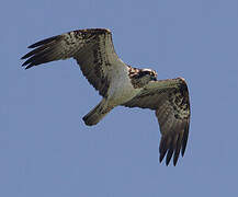 Western Osprey