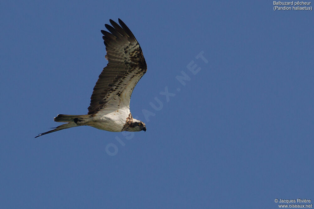 Western Ospreyadult, Flight