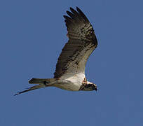 Western Osprey