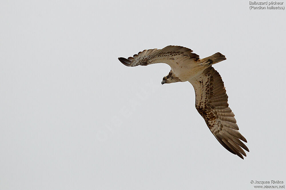 Ospreyadult, Flight