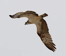 Western Osprey