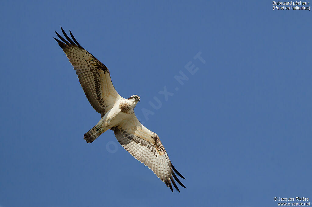 Western Osprey, Flight