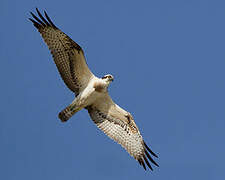 Western Osprey