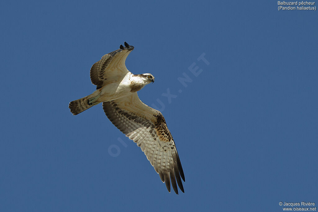 Western Osprey, Flight