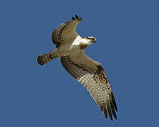 Western Osprey