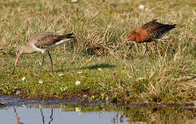 Black-tailed Godwit