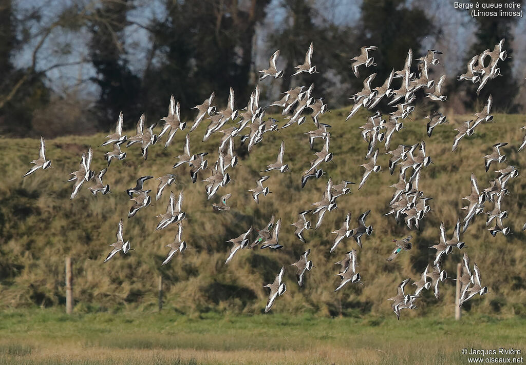 Black-tailed Godwit, Flight