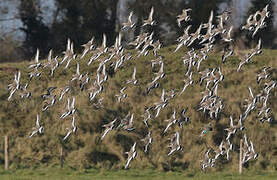 Black-tailed Godwit