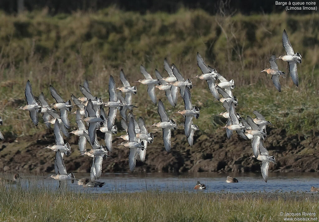 Black-tailed Godwit, Flight