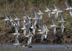 Black-tailed Godwit