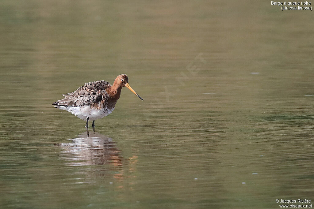 Black-tailed Godwitadult breeding, identification