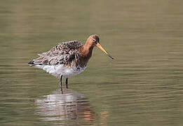 Black-tailed Godwit