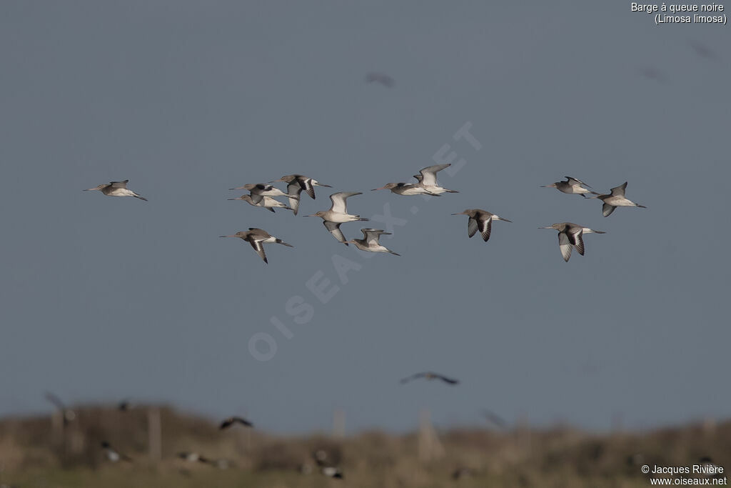 Barge à queue noire