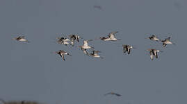 Barge à queue noire