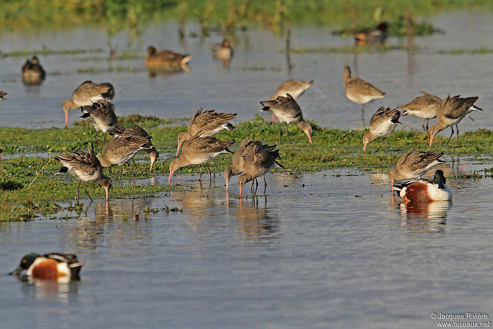 Black-tailed Godwitadult post breeding, Behaviour