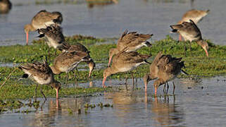 Black-tailed Godwit