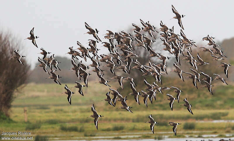 Black-tailed Godwit, Flight, Behaviour
