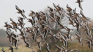 Black-tailed Godwit