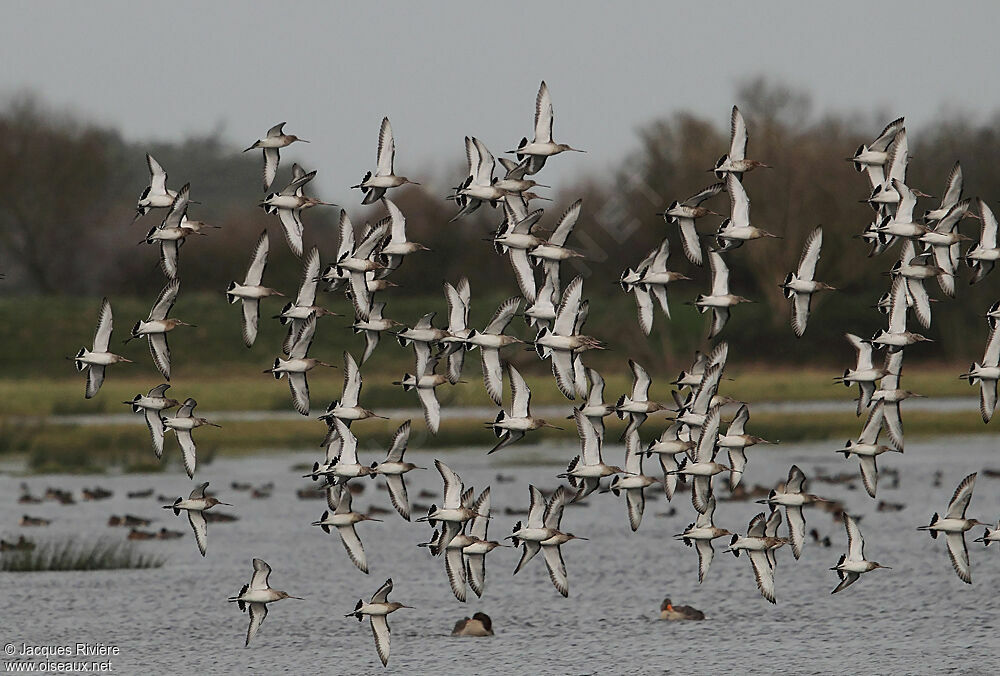 Black-tailed Godwitadult post breeding, Flight