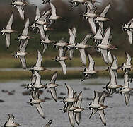 Black-tailed Godwit